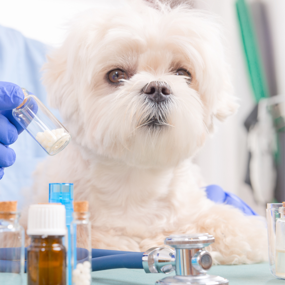 Dog Flu Kit
